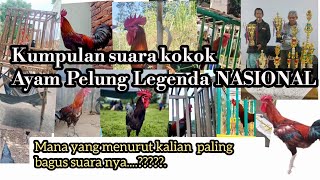 Download lagu A group of legendary champion pelung chickens crow loudly mp3 Download lagu A group of legendary champion pelung chickens crow loudly mp3