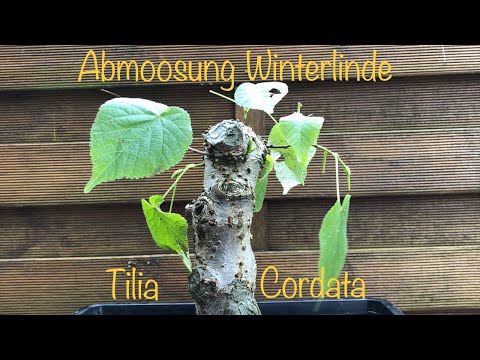 Abmoosung Winterlinde mit extrem wenig Wurzeln/Bonsai oder Kleinholz 2023-24