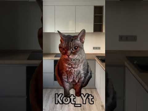 котик снова съел салат!😹 #жиза #мем #кот #юмор #прикол #смешно #котики #memes #коты #мемас #собаки
