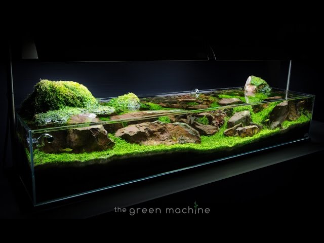 Aquascape Tutorial Guide: 'Continuity' by James Findley & The Green Machine