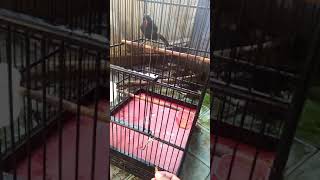 Download lagu poksay rembo mp3