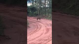 Encontrando animais na pedalada