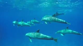 Egypt 2018-2017 Voodoo divers Hurghada