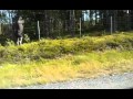 Moose jumping fence in the north of Sweden