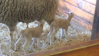 Baby Sheep (Lamb) nursing from mother ewe.