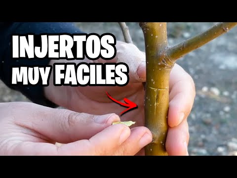 Estos 6 INJERTOS hacen MAGIA en tus plantas | La Huerta de Ivan