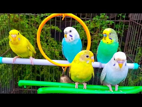 2 Hours of Budgie Best Friends Talking, Singing and Talking Sounds - Mango and Chutney