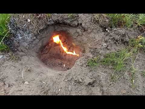 Gniazdo os w ziemi - eksterminacja