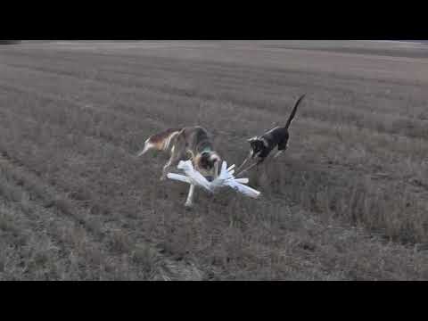 Aavatuulen Umbrahuba & Jaisalmer Abayomi 21.4.2021