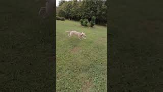 Video preview image #1 Mutt Puppy For Sale in Rutherfordton, NC, USA