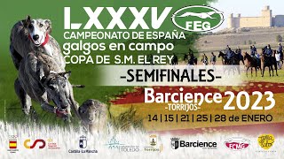 SEMIFINALES      LXXXV CTO DE ESPAÑA DE GALGOS EN CAMPO  