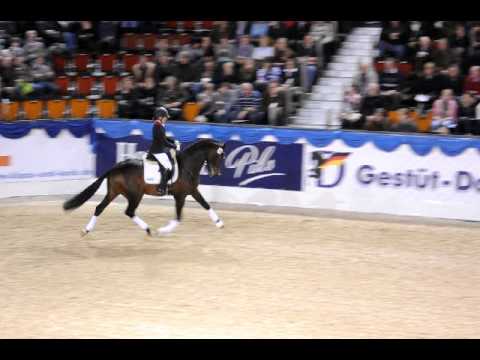 Franziskus (Münster Stallion Show)