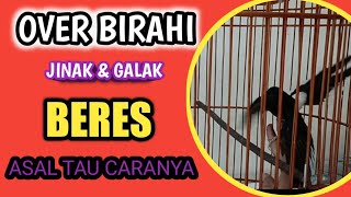 Download lagu how to deal with over-excited magpie robins mp3