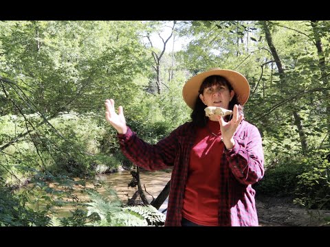 Trailside Treasures 10 - Skull