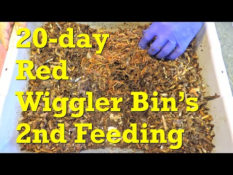 Feeding #2 of red wiggler worm bin & check on baited stragglers in castings - vermicompost