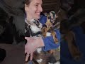Silly Baby Goat Funny Funnyanimls Funnyanimal Funnyshorts Pets Animals Cute Fyp Goat