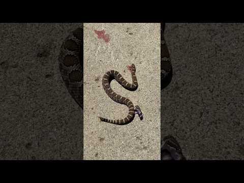 Rattlesnake bites it’s headless body.