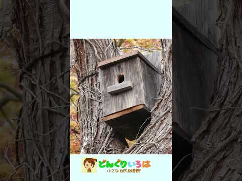 冬にシジュウカラの巣箱をどこに置くか？この鳥を引き寄せるには何を入れたらいいでしょうか？従うべき 3 つの重要なヒント  庭園