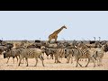 Zebras The Most Unusual Animals On Earth