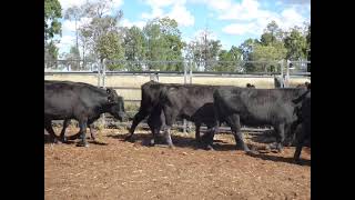 51 AA and AAx Hfrs St George