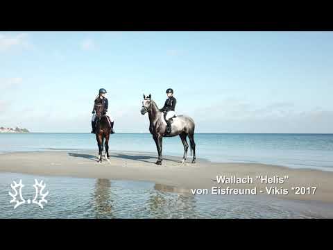 Kat. Nr. 45 - Wallach "Helis" v. Eisfreund - Vikis am Strand