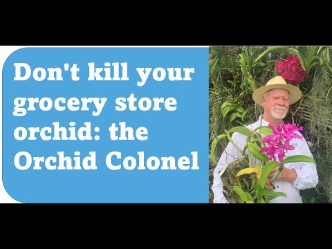 How To Not Kill Your Grocery Store Orchid - Have It re-bloom year after year.