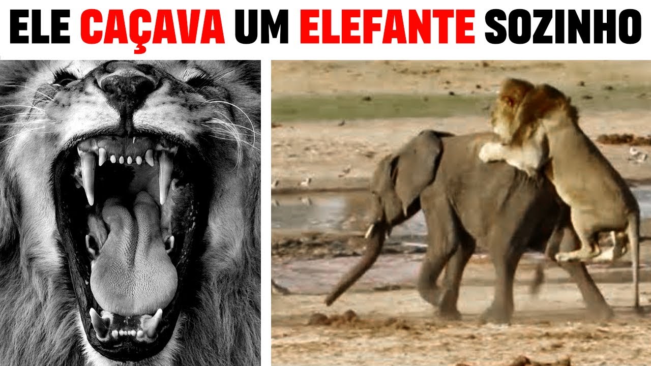 Leão Renegado - EARLESS O LEÃO MAIS FORTE DE MASAI MARA