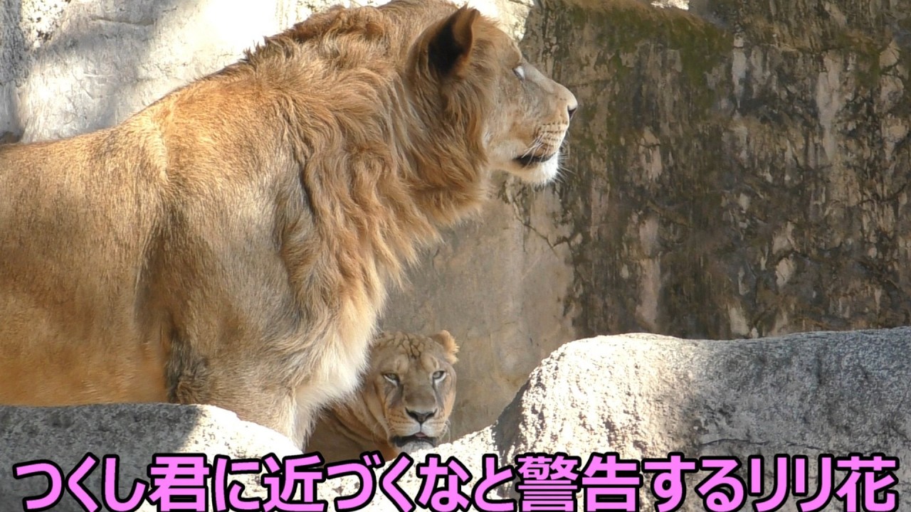 いつもと雰囲気が違うリリ花親子！とべ動物園にて