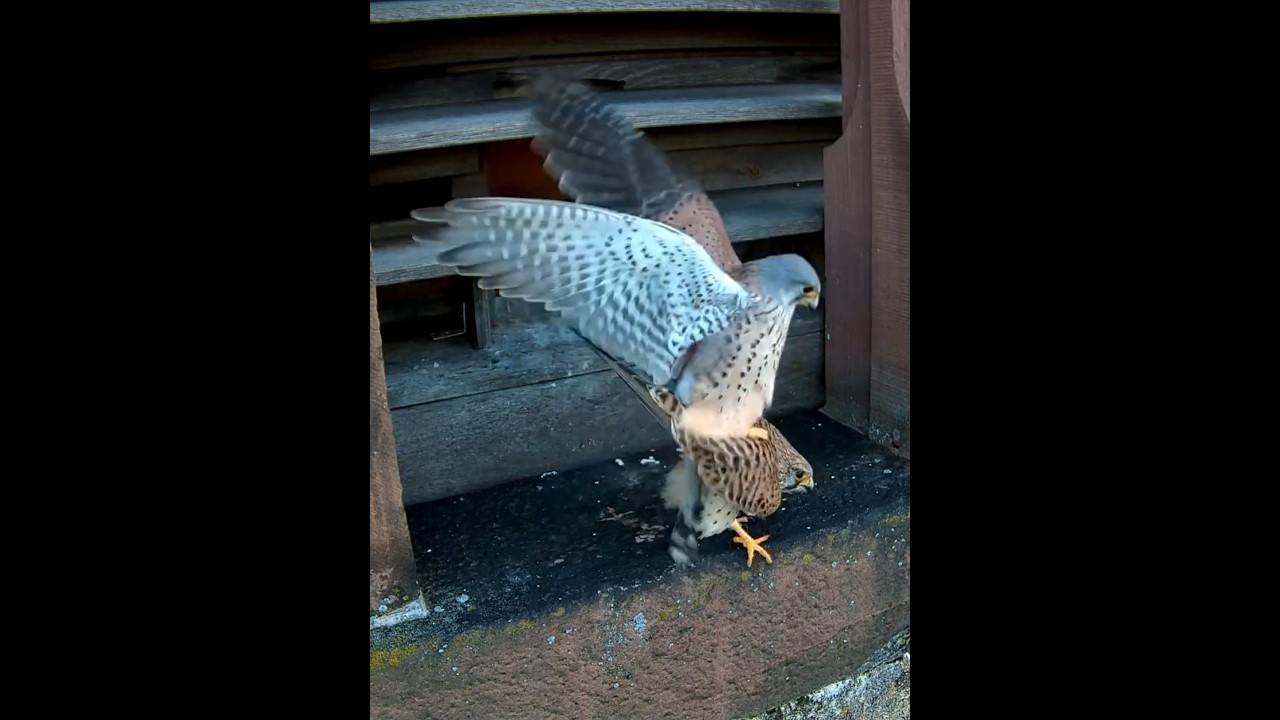 Paarung bei Turmfalken #birds #birdsounds #vogelporno #wildlife