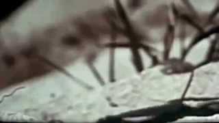 Surf City - Beat the Summer Heat