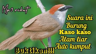Download lagu MP3 PIKAT DAN PEMANGGIL BURUNG KASO-KASO,TEPUS GELAGAH TARUNG DI ALAM LIAR mp3