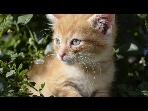 How to Keep a Cat from Running Away when It Is Moved - Introducing Your Cat to Your New Garden