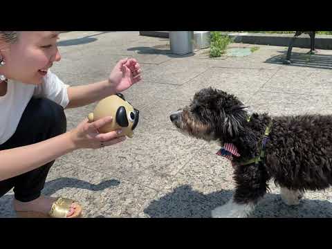 Jabber Pug Found A Friend!
