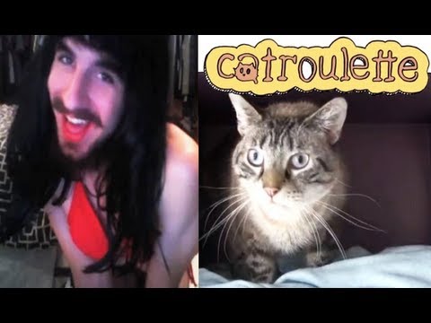 CHATROULETTE To CATROULETTE: From 'Call Me Maybe' Parody To Cat Adoption