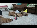 Mini Goldendoodle dogs for sale: Koda - Video 1