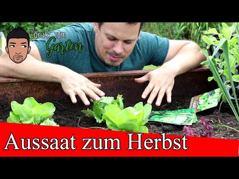 14 Aussaat Tipps für September im Gemüsegarten