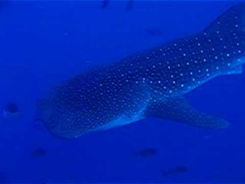 Brother Islands Safari