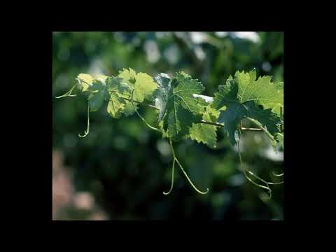 Dúo Cuello Giménez / Porque usted se lo merece (tonada)