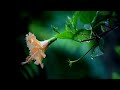 Ek Acha Insaan Bano Shorts Youtubeshorts Shayari