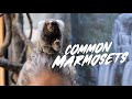 Common Marmoset