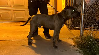 Spicy x Kayos 6 Generation Line Breed Male (Razor Edge Cross)