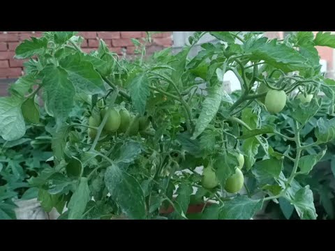 , title : 'طريقة زراعة الطماطم من البذور والأنبات والنموذج حتى الحصاد'