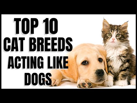 Cats 101 : Top 10 Cat Breeds that Act like Dogs