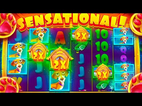 TOP 5 BIG WINS THE DOG HOUSE 😱🐶