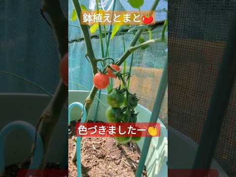 鉢植えでよく育つトマト: 成長を促進してこれを達成するにはどうすればよいでしょうか?  庭園