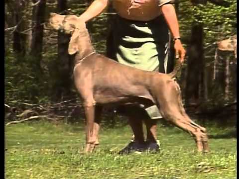 Weimaraner breed video