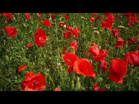 Last Post and Reveille with Poppies Background