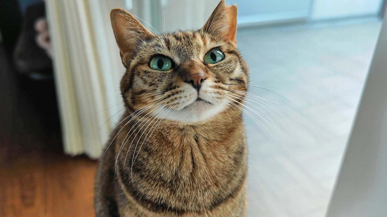 今後の動画についてご報告があります