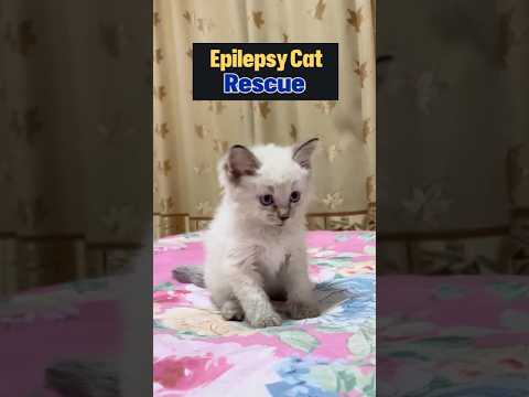 Abandoned Kitten with Epilepsy Finds Love #kittenrescue #kitten