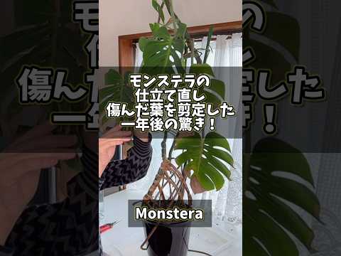 園芸 ハート葉球状、ハート葉球状、ヴーヴセ